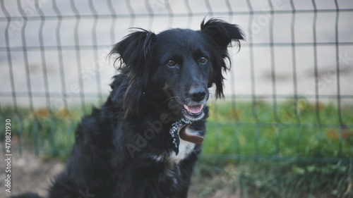 Black mongrel dog on the street.