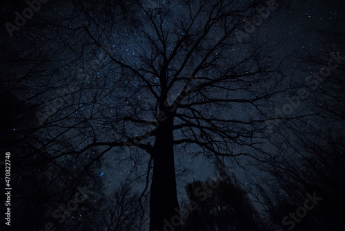 Night photo. The silhouette of a mighty centenary oak tree against the background of the starry sky. Mystical photo.