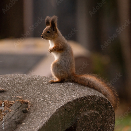 squirrel in the park on the stone plate