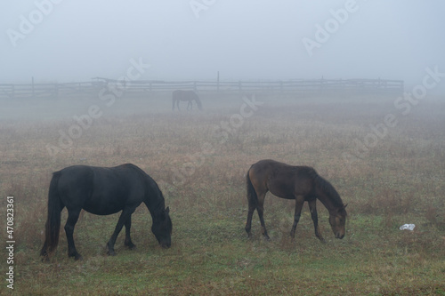 Horses graze in the fog