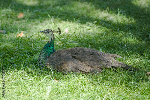 peacock in the grass