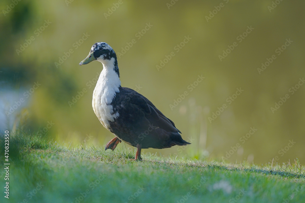 duck in the grass