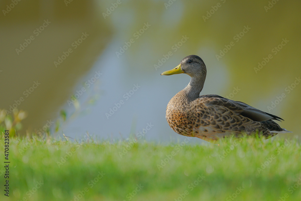 Obraz premium duck in the park