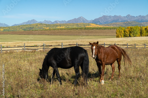 Two horses graze in the field against the background of the Sayan mountains © tilpich