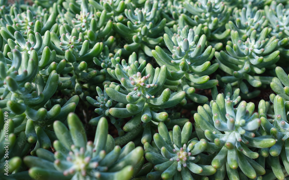Closeup image of Jelly beans sedum cactus or Sedum pachyphyllum in botanic garden Closeup image of Jelly beans sedum cactus or Sedum pachyphyllum in botanic garden