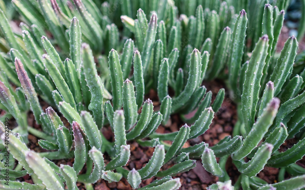 Closeup image of Stapelia grandiflora or starfish flower cactus in botanic garden Closeup image of Stapelia grandiflora or starfish flower cactus in botanic garden