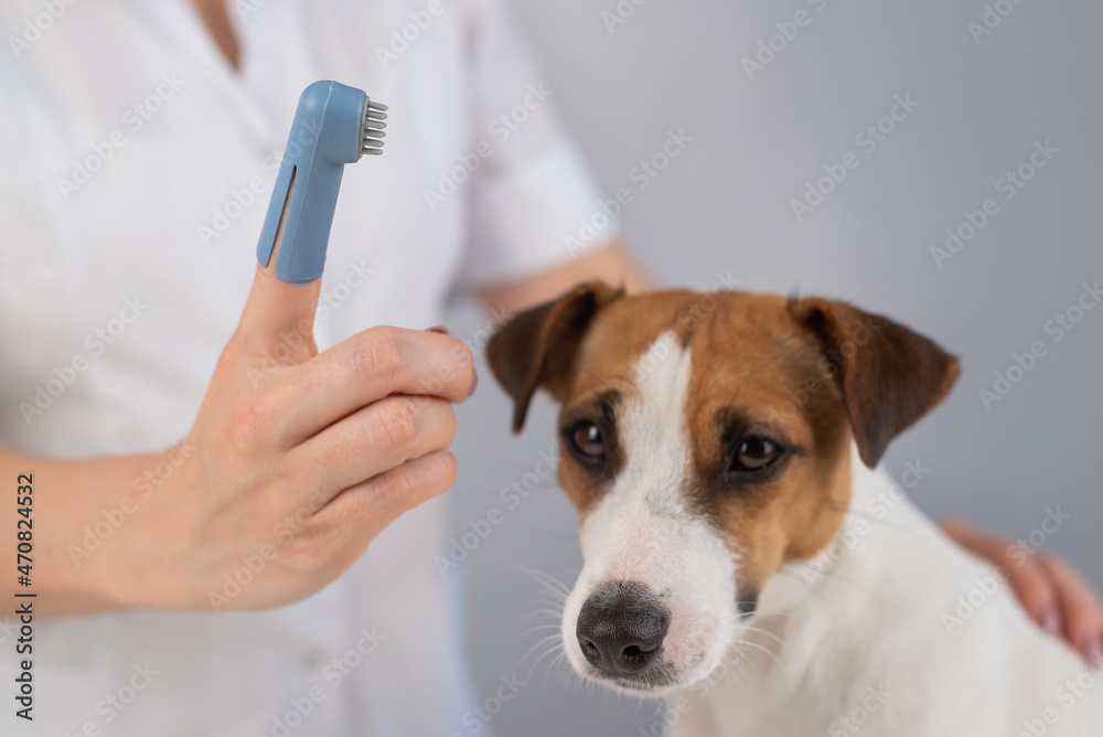 Woman veterinarian brushes the teeth of the dog jack russell terrier with a special brush putting it on her finger. Woman veterinarian brushes the teeth of the dog jack russell terrier with a special brush putting it on her finger.