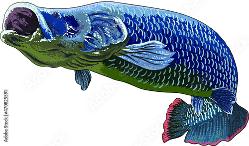 drawing arapaima gigas, river monster fish, art.illustration, vector photo