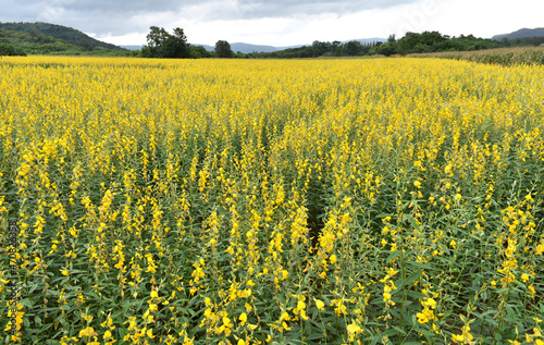 Sunhemp or Crotalaria juncea,Madras hemp,field with mountain view background.is a tropical Asian plant It bears yellow flowers and elongate, alternate leaves photo