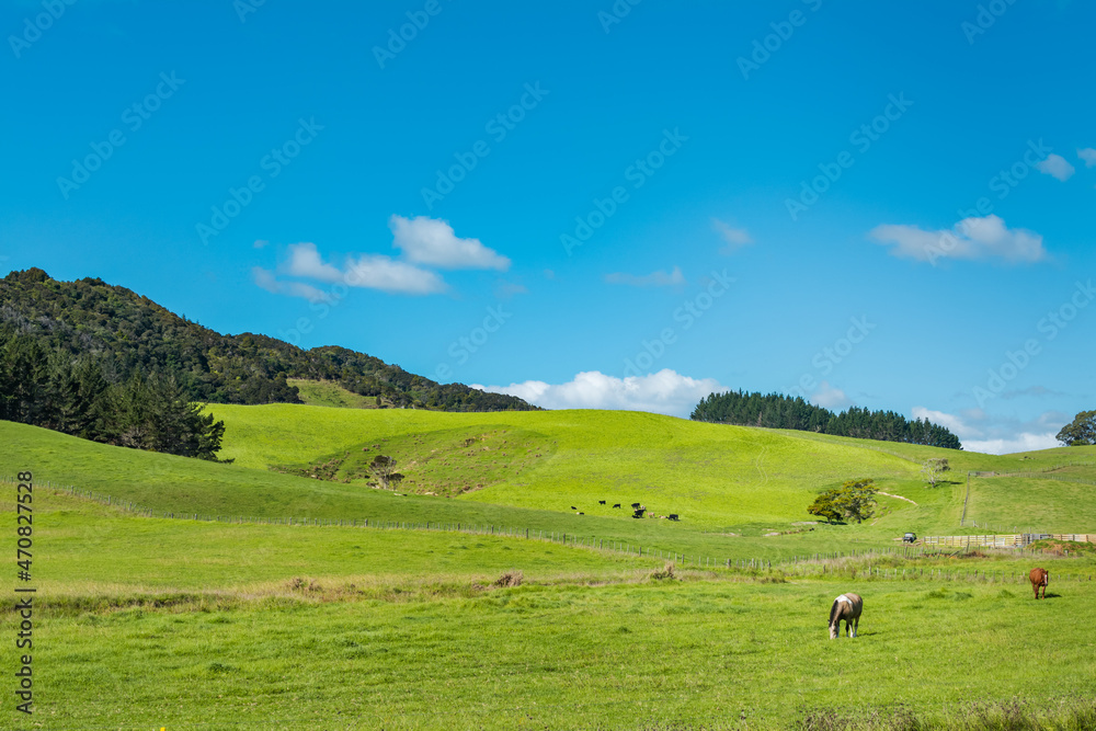 Green rolling hills of a rich pasture with horses grazing on the slopes. Iconic New Zealand. Mammal farm animals.