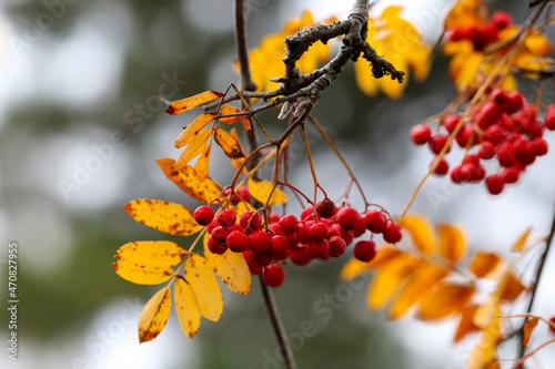 Photography Bright red berries and yellow Fall leaves of Rowan tree Sorbus with shallow focus against blurred bokeh background