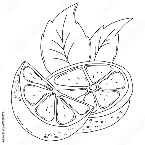 Citrus fruit. Lemon slices with leaves. Vector illustration. Isolated linear hand drawing. outline element for design and decoration