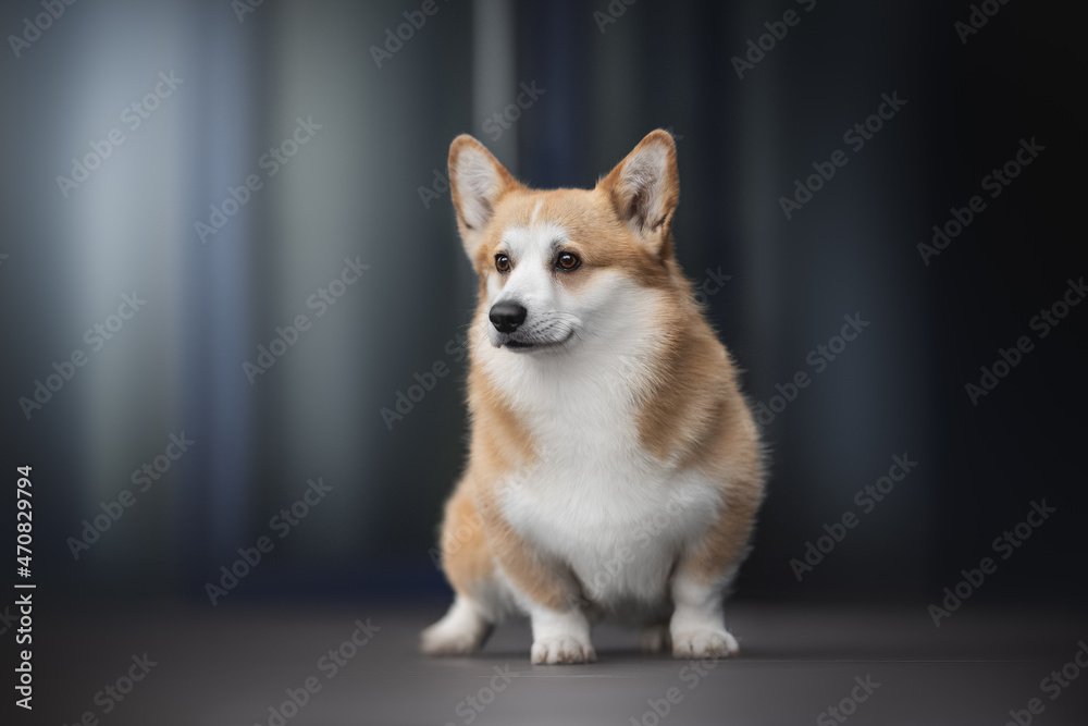 A cute red welsh corgi pembroke dog standing on a gray tile against the backdrop of a blue cityscape. Light reflections in glass. Looking away. Dog in the city