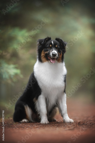 Female tricolor australian shepherd dog sitting in the middle of a path against a background of green autumn coniferous forest. The mouth is open