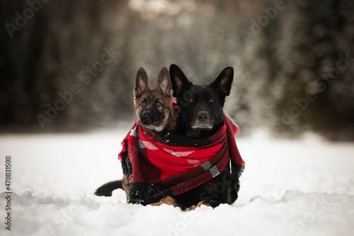 Glückliches Hundeleben