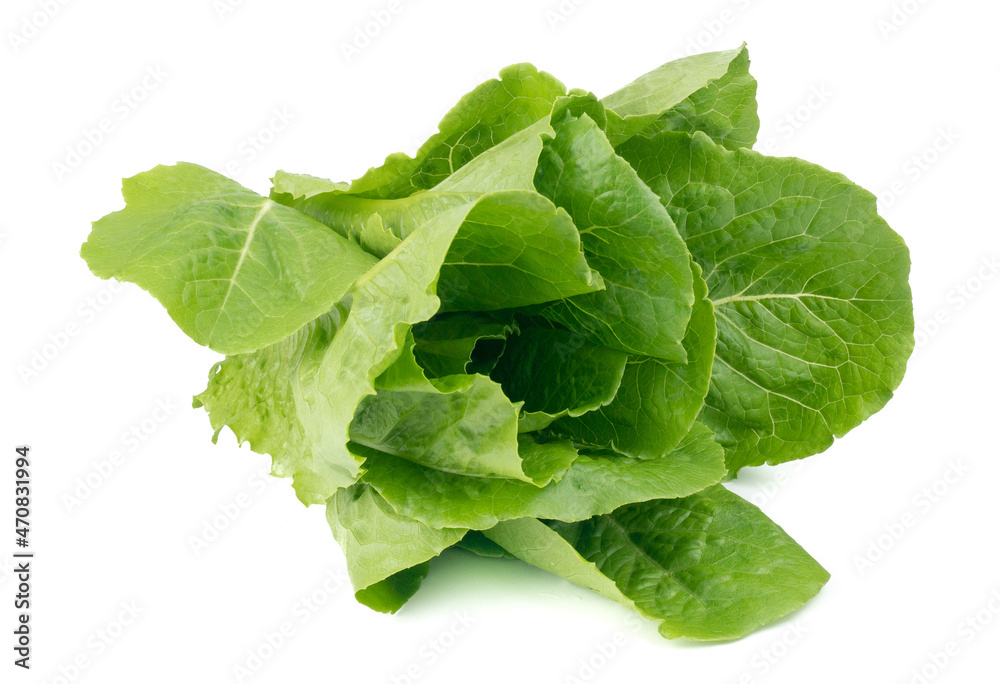 Cos Lettuce or Romaine Lettuce (Lactuca sativa L. var. longifolia) isolated on white background.Food ingredients in salads or Healthy food concept for weight loss Grown in hydroponics systems. Cos Lettuce or Romaine Lettuce (Lactuca sativa L. var. longifolia) isolated on white background.Food ingredients in salads or Healthy food concept for weight loss Grown in hydroponics systems.