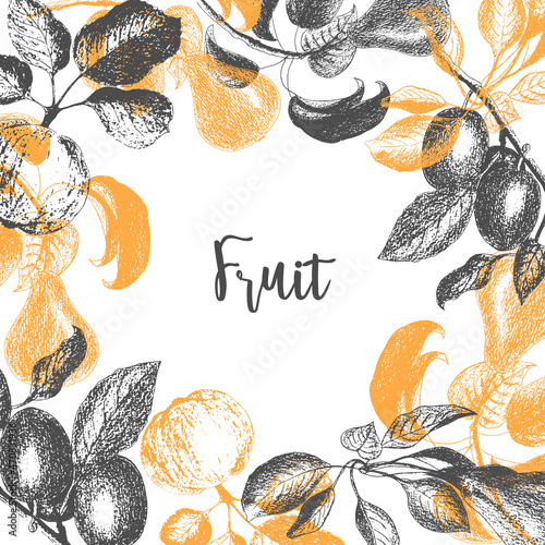 Fruit Plum apple pear design template. Hand drawn vector illustrations, stamps, prints. Engraved style different types of fruit banner. Retro, white background.