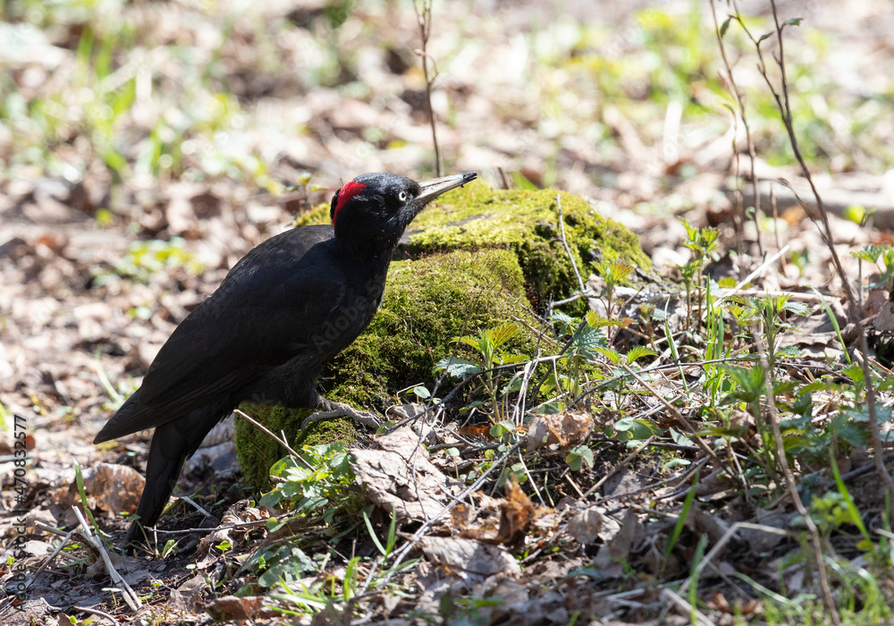 Black woodpecker sits on a tree stump in the forest on a sunny day Black woodpecker sits on a tree stump in the forest on a sunny day
