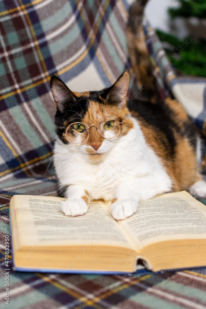 A charming tricolor cat with glasses is reading a book on the sofa. A charming tricolor cat with glasses is reading a book on the sofa.