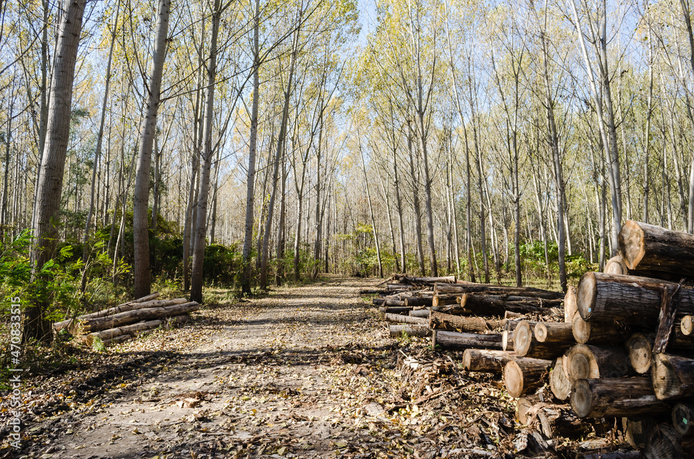 Forest by the Danube in Autumn. Cut poplar trees by the road in the autumn forest. Forest by the Danube in Autumn. Cut poplar trees by the road in the autumn forest.