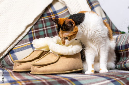charming tricolor cat is sitting next to the slippers on the sofa.