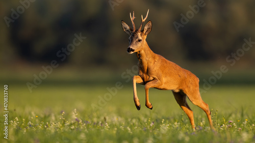 Roe deer, capreolus capreolus, running on grassland in summertime sunset . Brown animal jumping on green field in golden hour. Antlered mammal in dynamic movement.