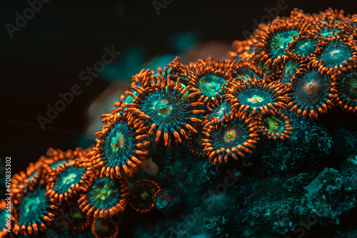 Fototapeta Naklejka Na Ścianę i Meble -  Coral reef Zoanthus