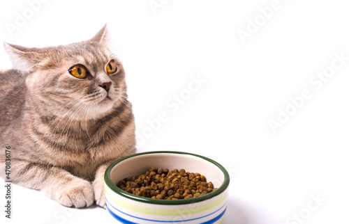 Scottish Straight cat with feed isolated on white background