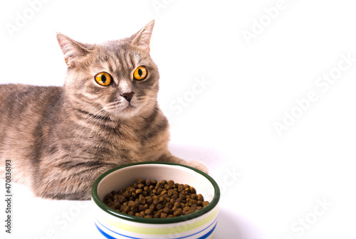 Scottish Straight cat with feed isolated on white background © clanci
