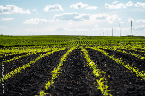 Panoramic view of rows of young corn shoots on beautiful summer field.