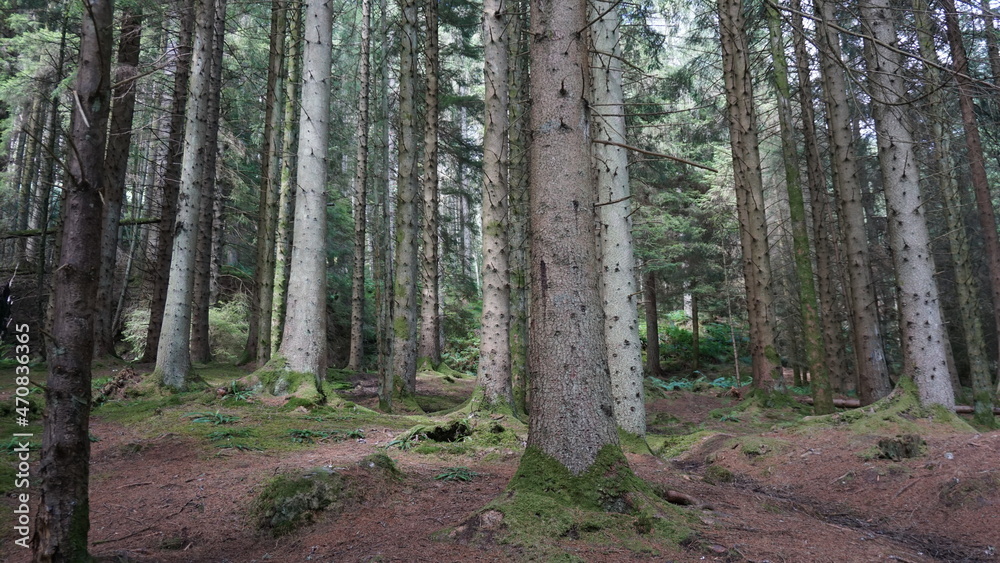 Fototapeta premium Beautiful Loch Lomond Scotland lake, forest and mountain landscapes
