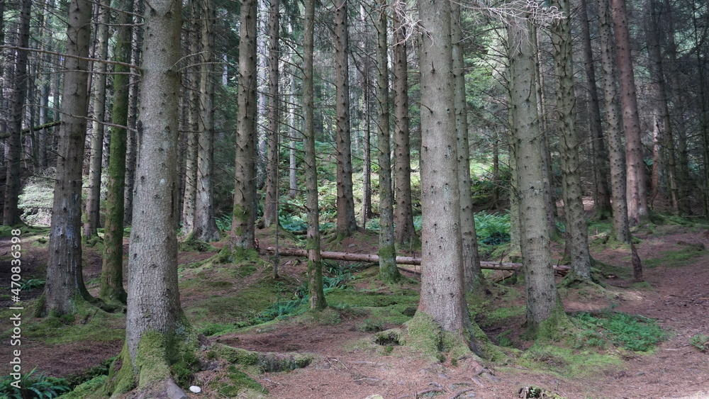 Beautiful Loch Lomond Scotland lake, forest and mountain landscapes Beautiful Loch Lomond Scotland lake, forest and mountain landscapes