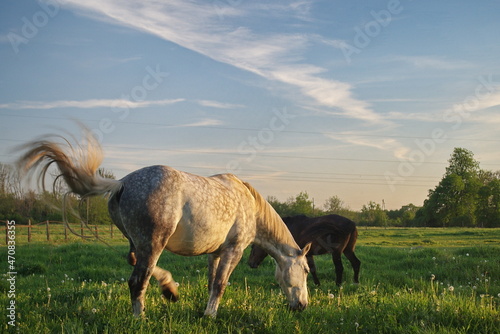 Horses of different colors graze in the pasture in sunny spring evening.