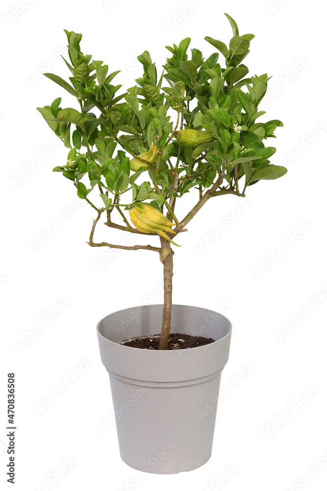 Obraz premium Cédratier Main de Bouddha