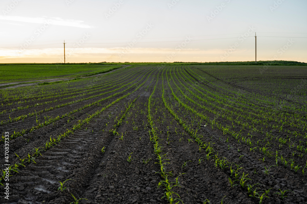 Rows of young corn plants growing on a vast field with dark fertile soil leading to the horizon. Agricultural process. Horizontal view in perspective with cloud and blue sky background.