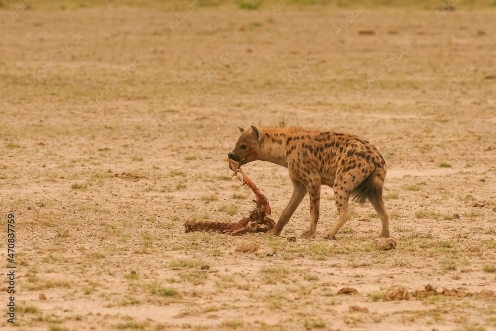 Hyène Tachetée Crocuta crocuta Afrique Kenya