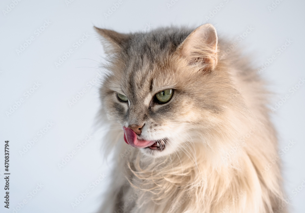 Cute fluffy cat licking nose with pink tongue