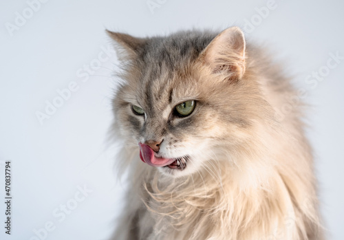 Cute fluffy cat licking nose with pink tongue