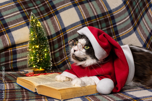 adorable gray cat in a red Christmas hat is reading a book. christmas concept