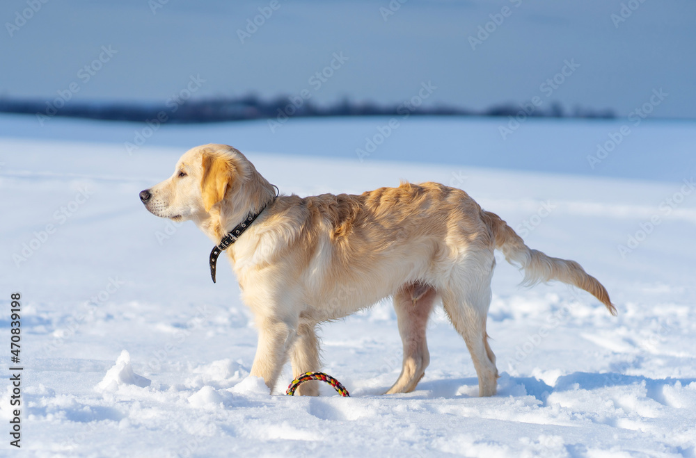Beautiful young retriever dog walking outside in winter