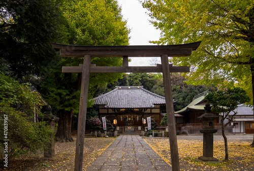 平塚神社　秋景色　銀杏