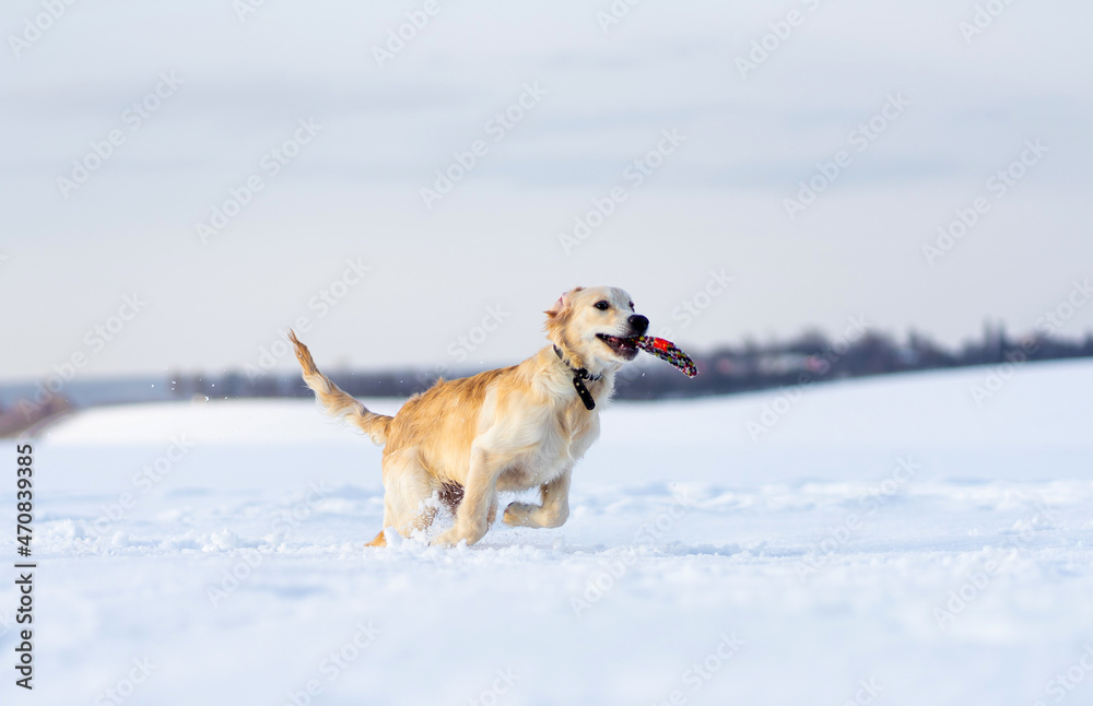 Adorable young retriever dog rushing through snow holding toy in teeth