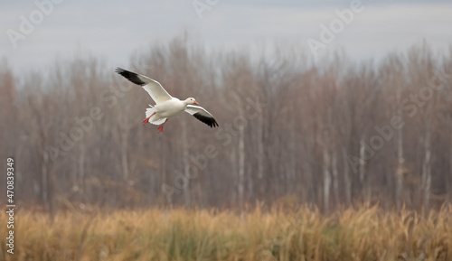 A lone snow goose flying into a local pond in autumn in Canada © Jim Cumming
