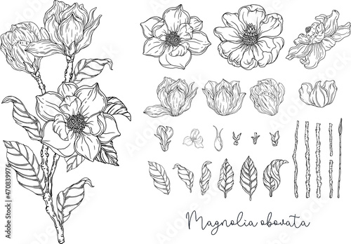 Fototapeta Naklejka Na Ścianę i Meble -  Floral graphic composition. Romantic flowers. Black and white graphics. Botanical illustration. 