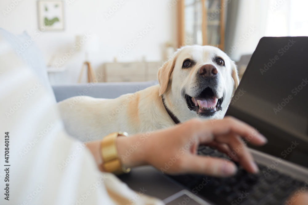 Close up of white Labrador dog lying on couch at home and waiting for woman working from home online, copy space