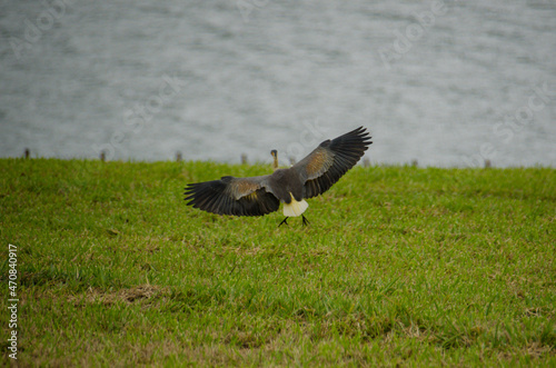whistling heron landing