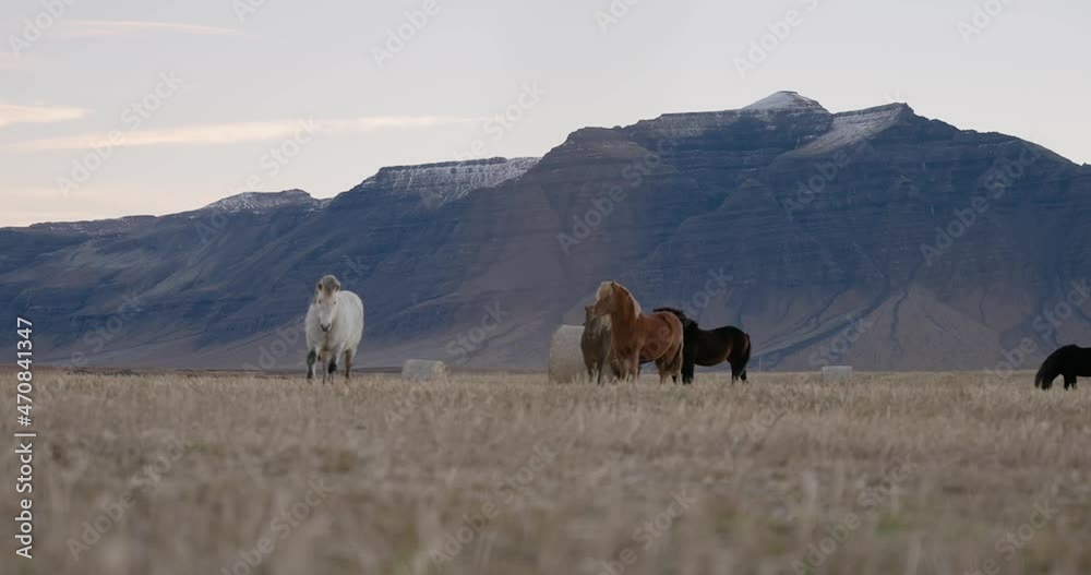 Icelandic landscape with horses in the front Icelandic landscape with horses in the front