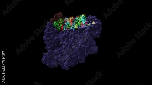 Structure of human dicer (blue) complexed with RISC-loading complex subunit TARBP2 (pink) and pre-miRNA substrate. Animated 3D cartoon and Gaussian surface models, PDB 5zal, black background