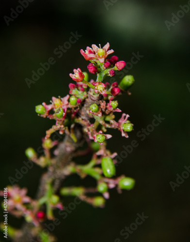 purple mombin flowers and fruits