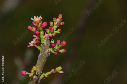 purple mombin flowers